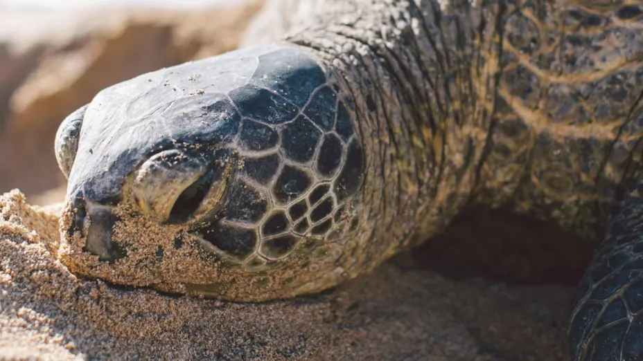 Por comer tortuga, mueren tres en filipinas