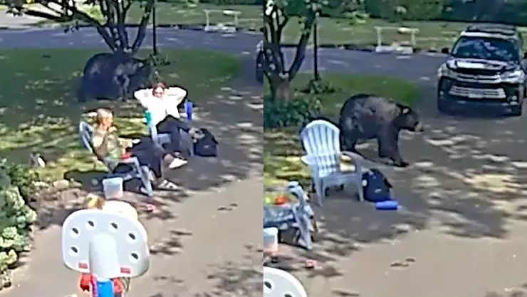 Oso entra al patio de una casa y espanta a la familia; video.jpg