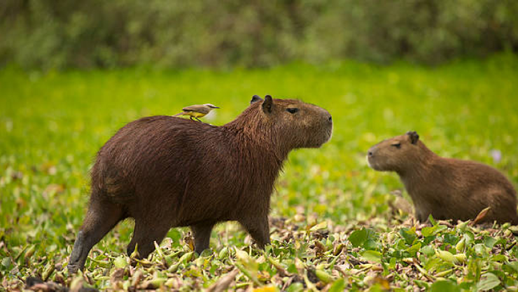Capibaras