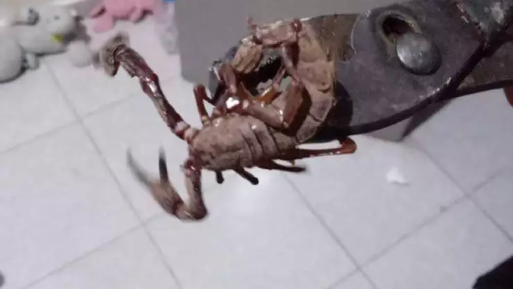 Alacranes gigantes alertan Península de Yucatán 