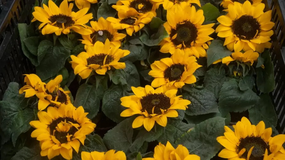 produccion flores 14 febrero dia san valentin