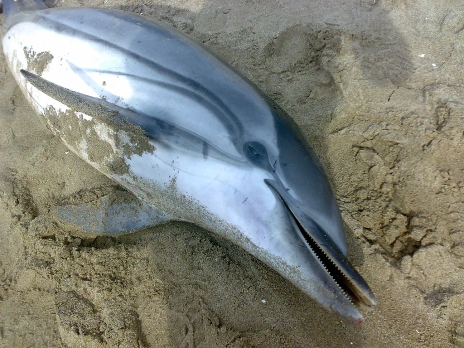 Delfin