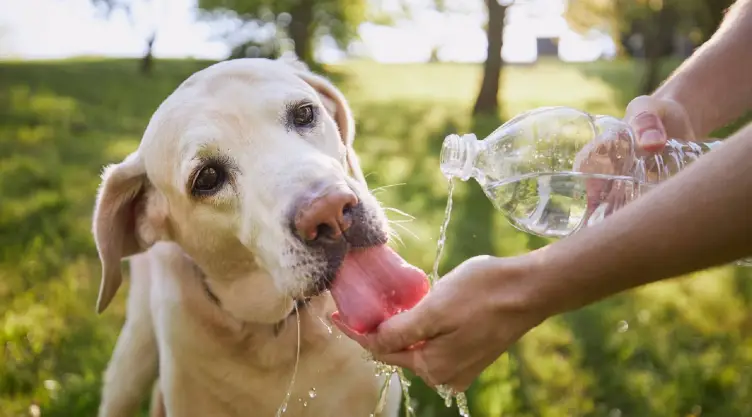 Un perro toma agua por el calor abrasador