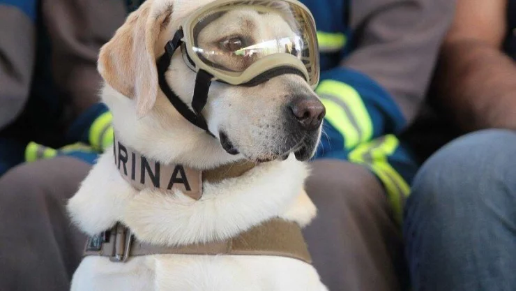 Gracias Frida Así agradecen su labor en redes sociales