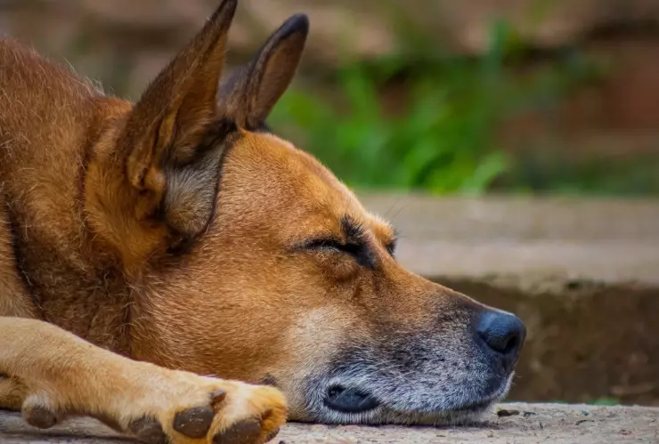 Recomendaciones para prevenir riesgos para la salud del perro