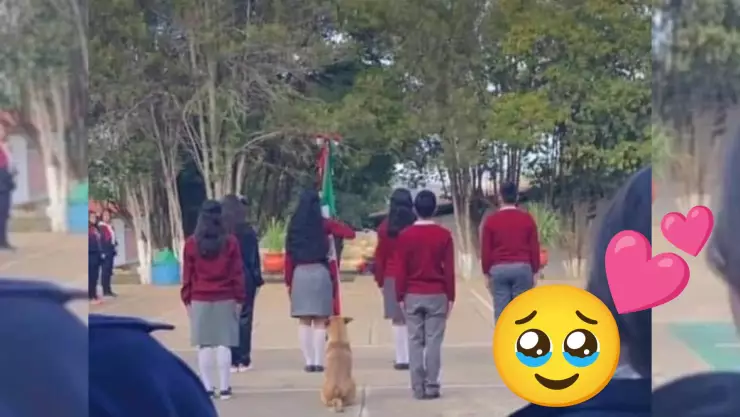 ¡Hermoso! Por esta RAZÓN una escuela primaria adopta al perrito que conquistó las redes