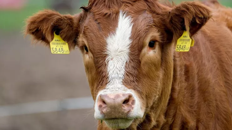 /especiales-azteca/que-es-festival-de-caca-de-vaca-luisito-comunica-pb-notas