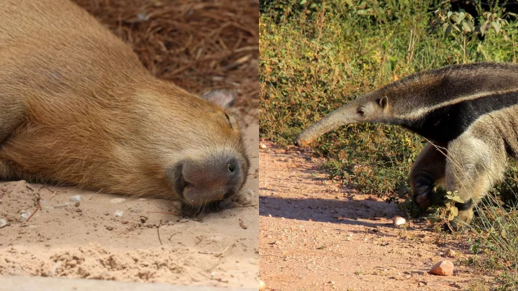 Imágenes de un capibara y un oso hormiguero.