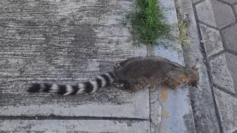 Cacomixtles son envenenados en Zerezotla