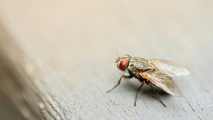Foto de mosca.