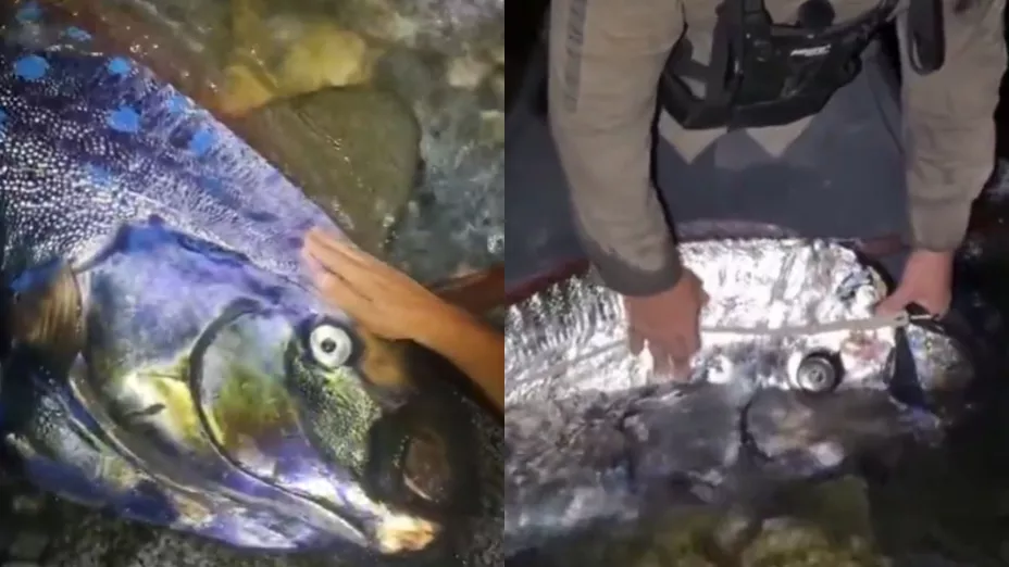 Localizan dos peces remo en Baja California Sur; ¿por qué están vinculados a los terremotos?