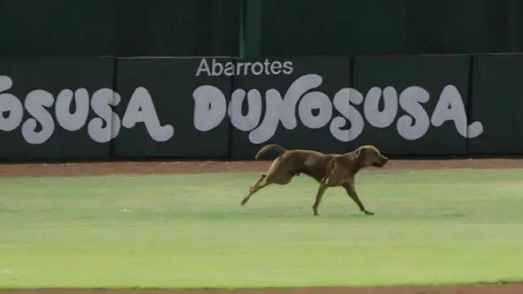 FOTO_ En pleno juego de los Leones de Yucatán, un perrito se robó el show