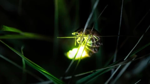 luciernagas bosque de tlalpan.jpg