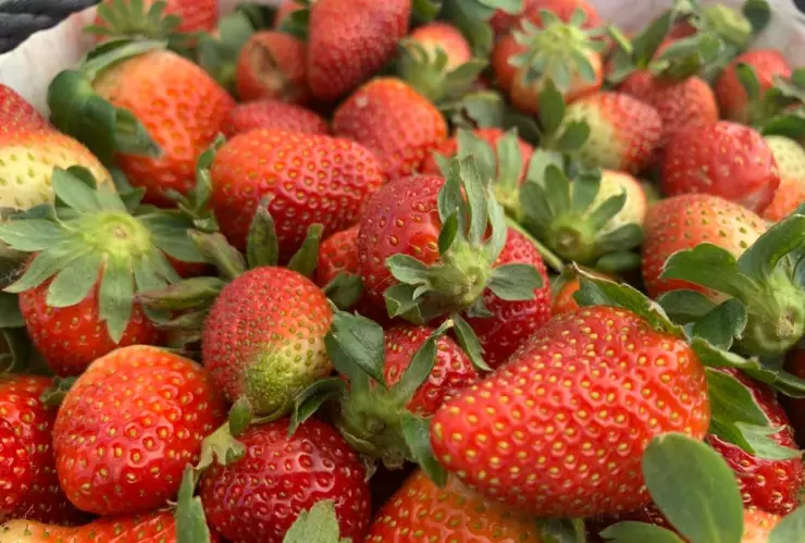 Fresa Michoacan Cesar Mendez