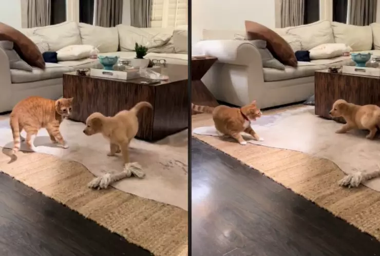 Fue en TikTok que el divertido encuentro entre el cachorro y el gato se hizo viral