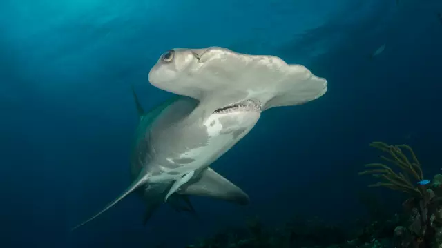 Especies marinas en peligro de extinción que no son la vaquita marina y cómo protegerlas Especies marinas en peligro de extinción que no son la vaquita marina y cómo protegerlas