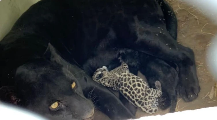 jaguar San Luis Potosí Parque Tangamanga.jpg
