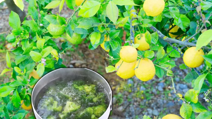 Cómo usar el agua de las verduras para que tu limonero estalle de flores
