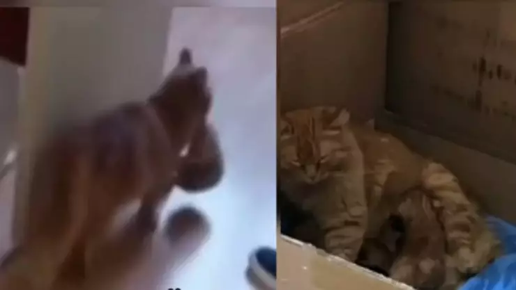 VIDEO: Gatita callejera pide ayuda y lleva a su cría enferma a veterinaria