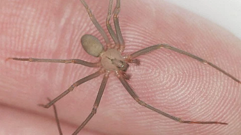 Inicia la temporada de araña violinista en Yucatán y así puedes identificarla; ¿son peligrosas?