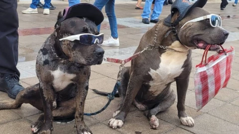 pitbull plaza grande lentes