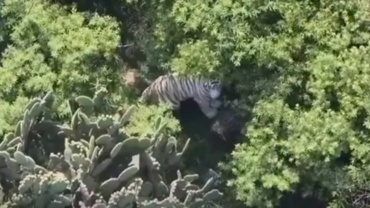 Tigre de bengala en el cerro