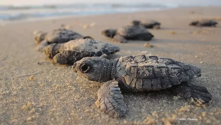 tortugas desove.jpg