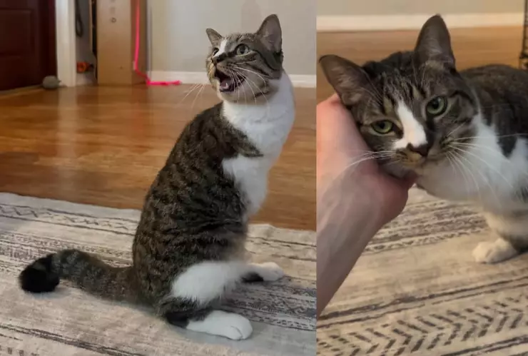 VIDEO | ¿La conocías? Ella es Duck, la gata de dos patas que enamoró a las redes sociales