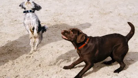 ¿Por qué los perros mueven la cola cuando están felices?