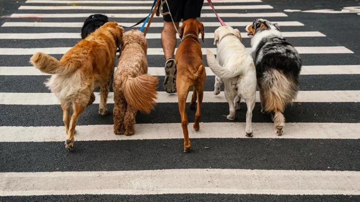 Pasear perros para saldar multas en CDMX