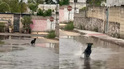 VIDEO_ Así fue captado este perrito jugando tras la FUERTE LLUVIA en Mérida
