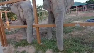 Kaavan, quien llegó al aeropuerto de Siem Reap, la segunda ciudad más grande de Camboya, el lunes 30 de noviembre, recibió una cálida bienvenida en la pista de parte de los funcionarios y también de la cantante estadounidense Cher, que había presionado para su reubicación durante años.