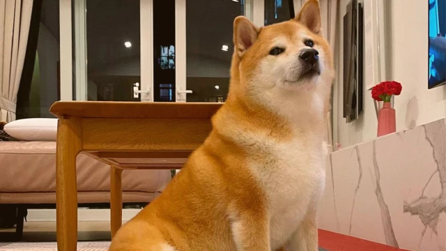 Los perros que se han convertido en memes Los perros que se han convertido en memes