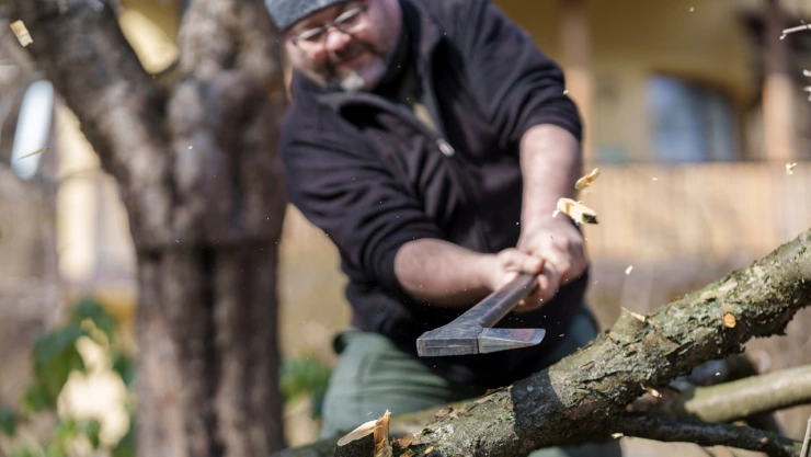 Esta es la multa que puedes recibir por cortar un árbol en México