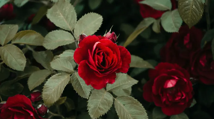 Truco profesional para hacer que tus rosas florezcan con canela