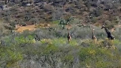 Jirafas en Coahuila 1.jpg