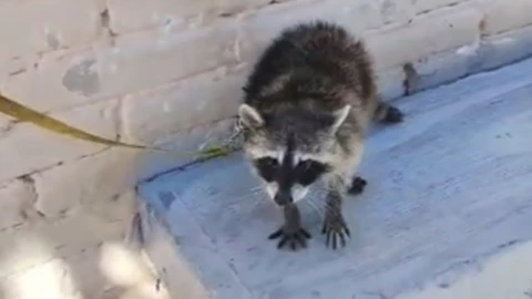 Indigna venta de mapache en Tehuacán