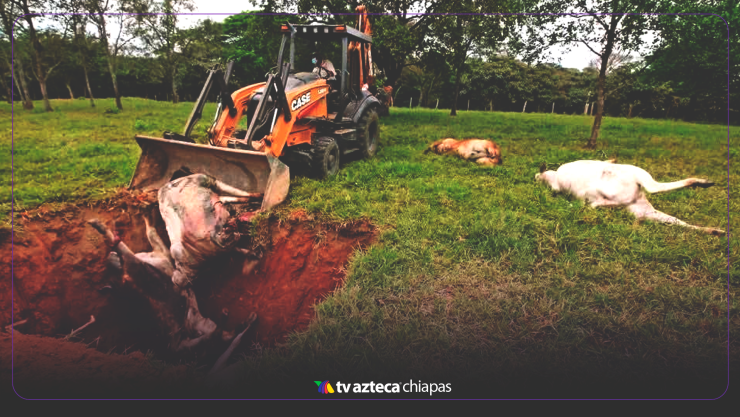 Muerte de ganado Tabasco