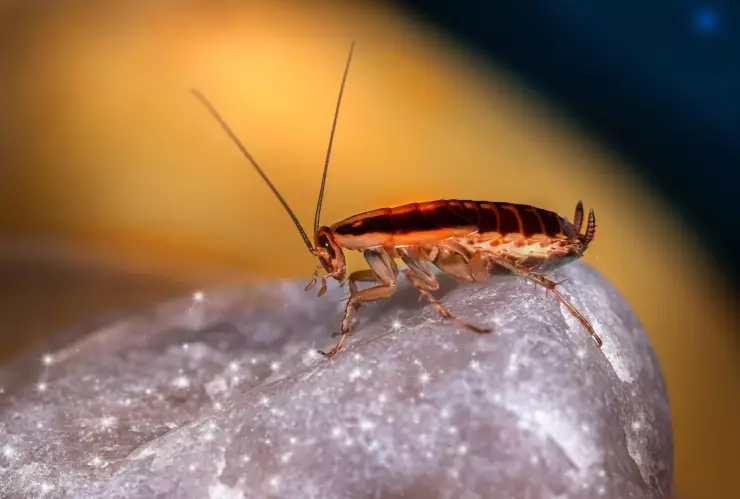 nombra a una cocaracha como tu ex
