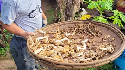 hongos humanos diminutos