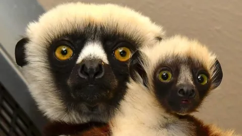 Nace el bisnieto de Zaboomafoo, el l&eacute;mur m&aacute;s famoso de la televisi&oacute;n