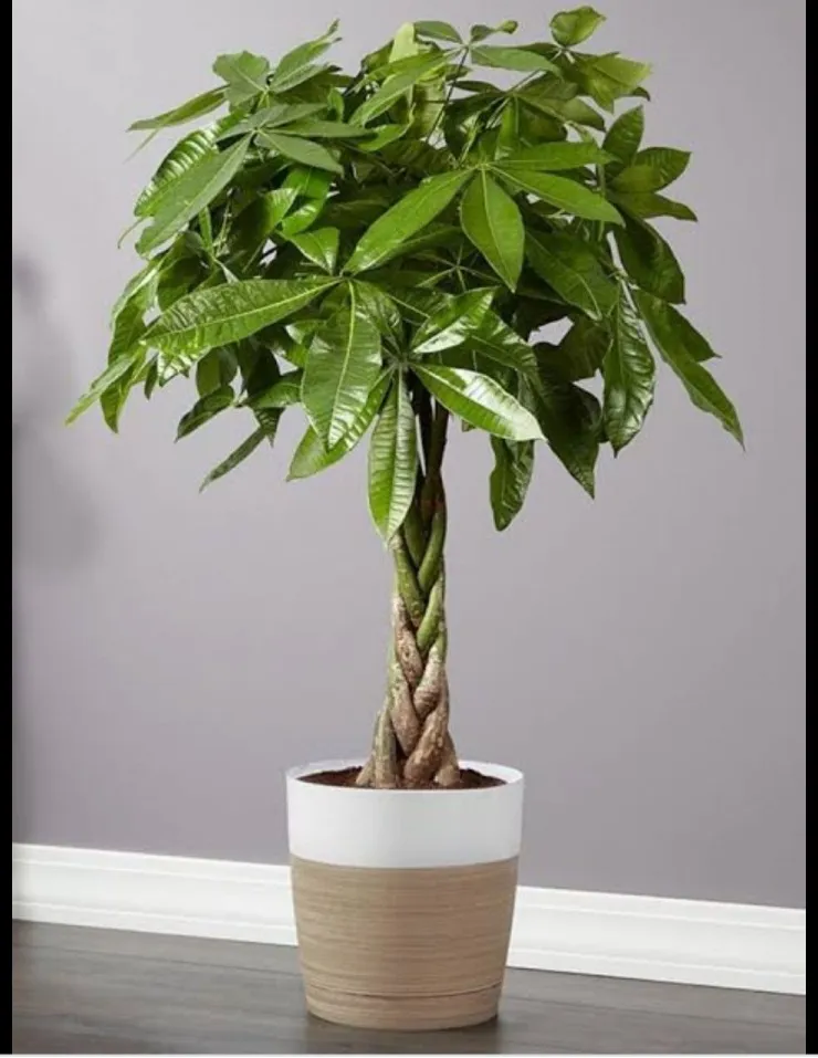 4 plantas para poner en la entrada de la casa y atraer riqueza