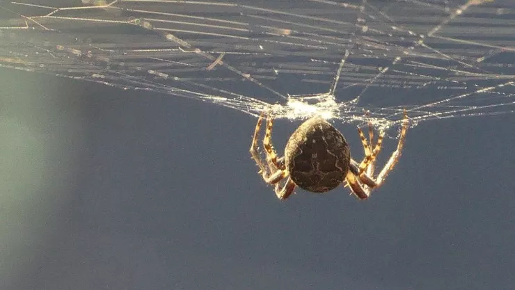 Así eligen sus presas las arañas