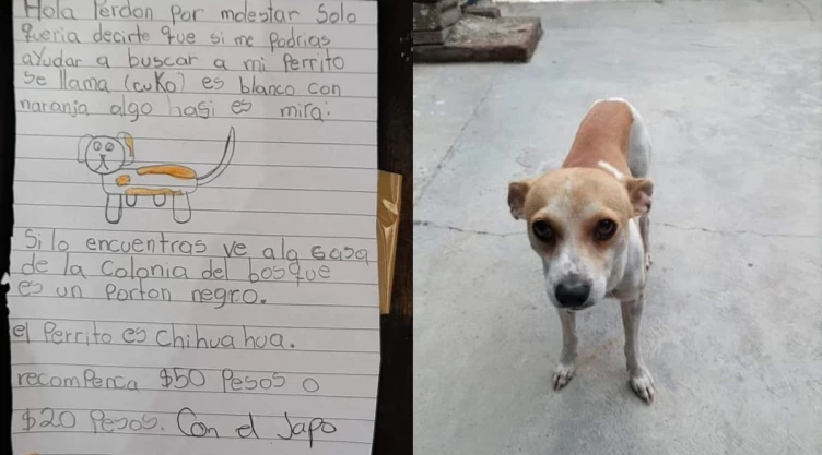 perrito perdido dibujo niña.jpg