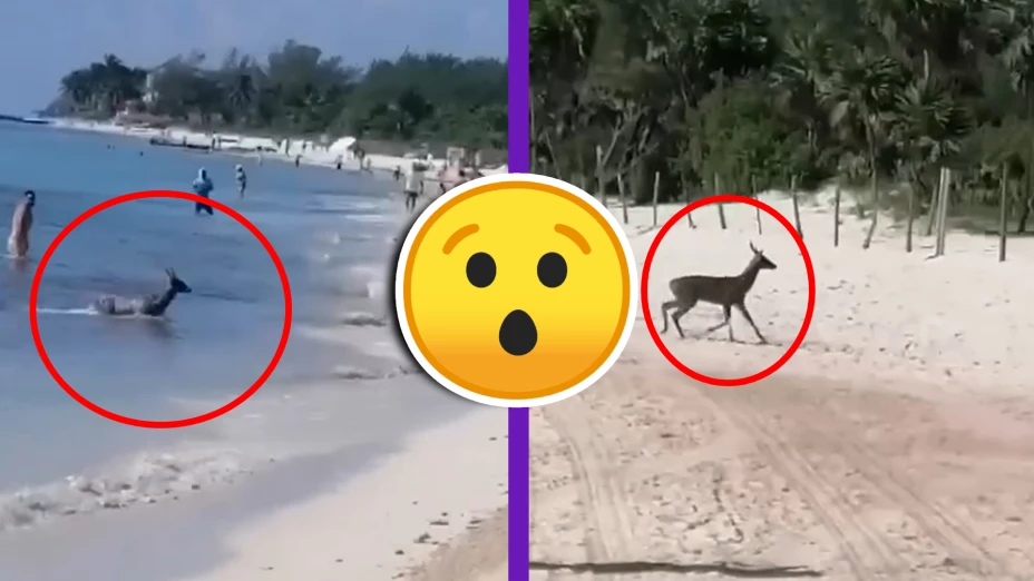 ¡INCREÍBLE! Captan a venado en Playa del Carmen saliendo de echarse ‘un chapuzón’ en Playa 88.jpg