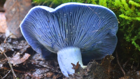 Hongos silvestres