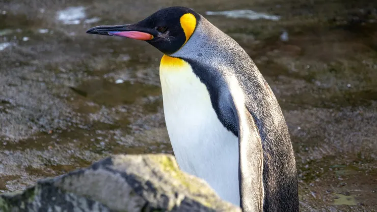 Pingüino Gus regresa a la Antártida