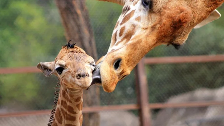A través de un cuestionario, la Sedema invitó a votar a la ciudadanía para nombrar a la bebé jirafa nacida el pasado 20 de noviembre en el Zoológico de Chapultepec.
