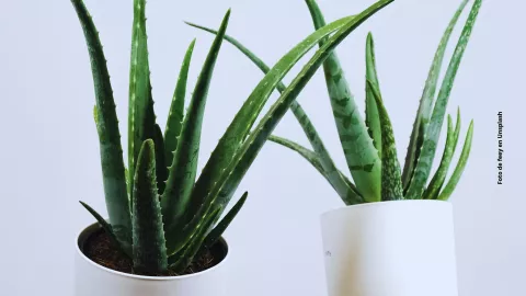 ¿Cómo usar la sábila para quitar la orzuela del cabello?