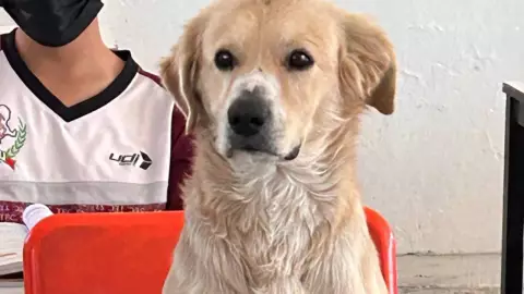 VIRAL_ Perrito toma clases en secundaria de México